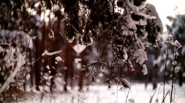 View of the glade in the winter forest with children playing. Stock-Footage 85624934