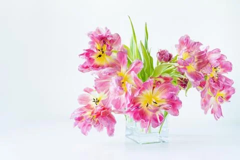 View of a glass rectangular vase with a bouquet of pink tulips on a white bac Stock Photos