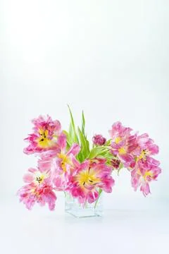 View of a glass rectangular vase with a bouquet of pink tulips on a white bac Stock Photos