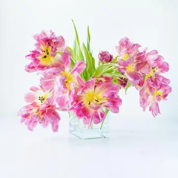 View of a glass rectangular vase with a bouquet of pink tulips on a white bac Stock Photos