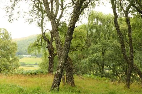 View of Glen Affric from Eagle Brae Stock Photos