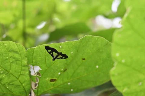 View of a Glyphodes genus triangular moth is perched on a leaf's underside Stockfoto's