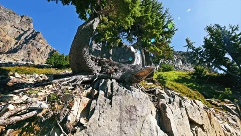 View of a Gnarled Subalpine Fir Tree on the Rocky Pinnacle Peak Trail, Mount Rai Video stock 332138731