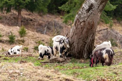 View on a goat flock standing on the fields Stock Photos