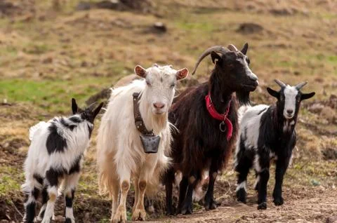 View on a goat flock standing on the fields Stock Photos