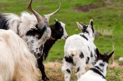 View on a goat flock standing on the fields Stock Photos