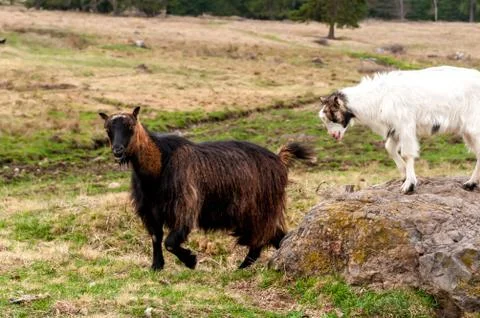View on a goat flock standing on the fields Stock Photos