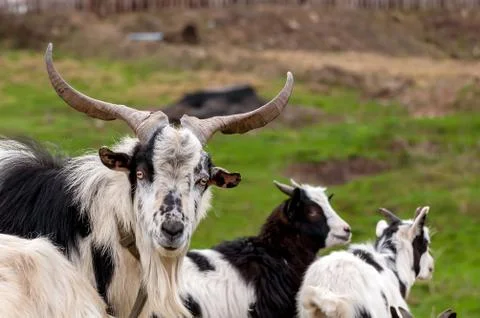 View on a goat flock standing on the fields Stock Photos