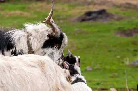 View on a goat flock standing on the fields Stock-Fotos