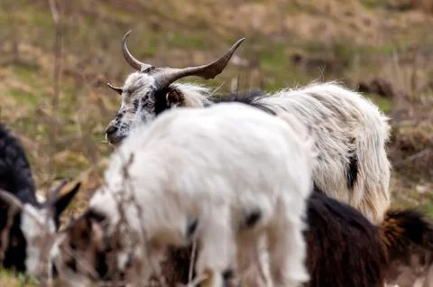 View on a goat flock standing on the fields Stock Photos