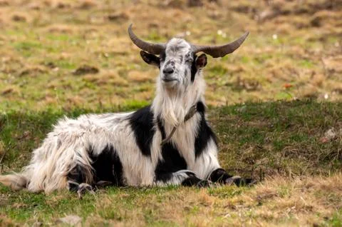 View on a goat lying on the field Stock Photos