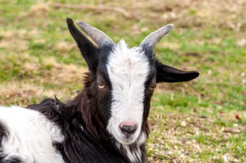 View on a goat lying on the field Stock Photos