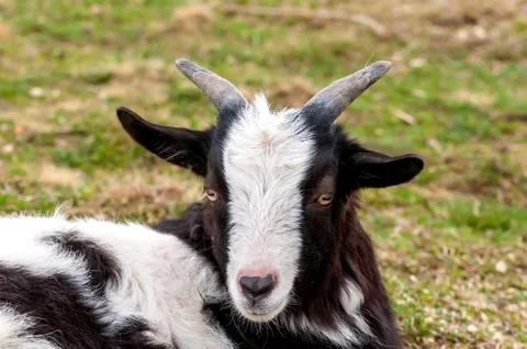 View on a goat lying on the field Stock Photos
