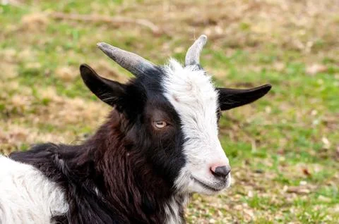 View on a goat lying on the field Stock Photos