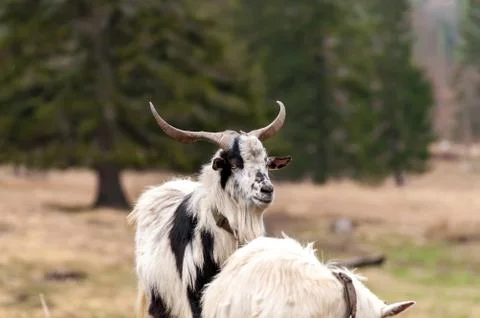 View on a goat standing on the field Stock Photos