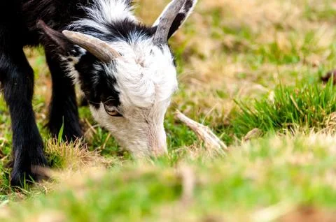 View on a goat standing on the field Stock Photos