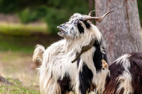 View on a goat standing on the field Foto stock