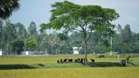 View of goats grazing under a tree in a rural field, Bangladesh. Video stock 334955200