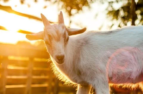 View on the goats on a summer day Stock Photos