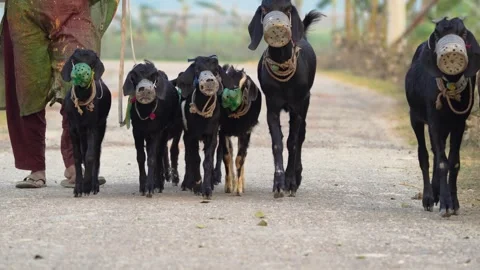 View of goats wearing muzzles walking on a rural road, Bangladesh. Vídeo Stock 335650755