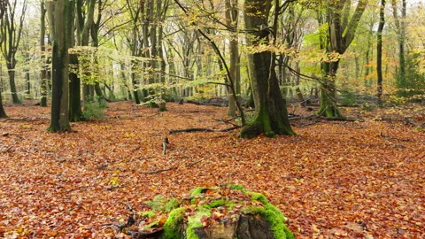 View goes from mossy trunk and lifts to forest view, in a autumn forest. Stock Footage 269152393