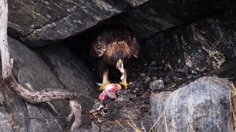 View of a golden eagle eating a trout in a rocky cave, Norway. Stock-Footage 343683654