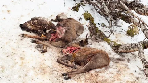 View of a golden eagle scavenging on a deer carcass in Norway. Vídeos de archivo 343683630