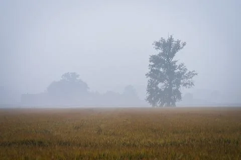 View of golden rice fields growing in autumn near Pavia and mist around Stock Photos