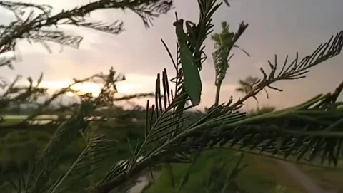 A view of the golden twilight sunset. Stock Footage 323377727