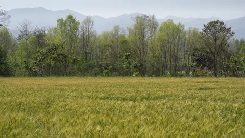 View of a golden wheat field with trees and mountains, Nepal. 動画素材 335606373