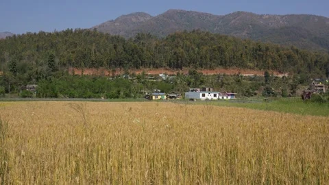 View of golden wheat fields and forested hills, Nepal. Vídeos de archivo 335606388
