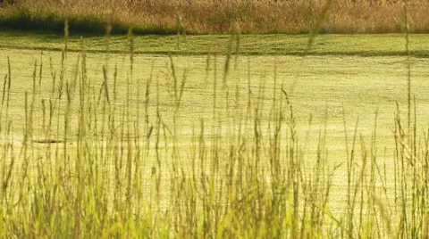 View of golf course Stock Footage 54592453