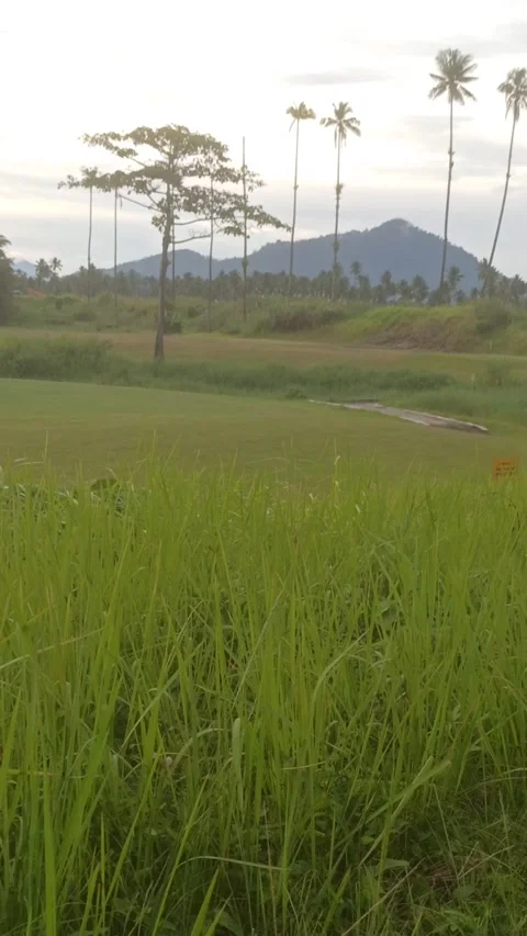 View of the golf course Stock Footage 231424935