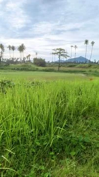 View of the golf course Stock Photos