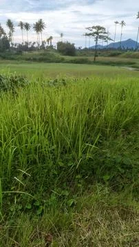 View of the golf course Stock Photos