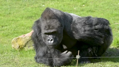 View of a gorilla silver back Stock Footage 179627638