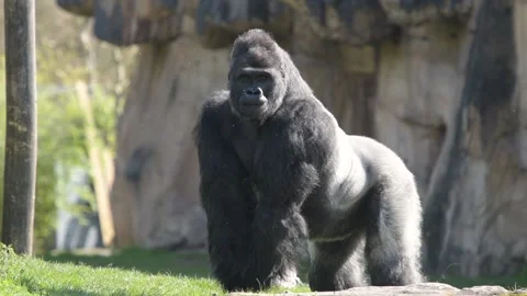 View of a gorilla silver back Stock Footage 179627657