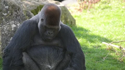 View of a gorilla silver back Stock Footage 179627696