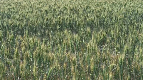 View of grain heads in a wheat field with back light highlighting the details Stock Footage 313008309