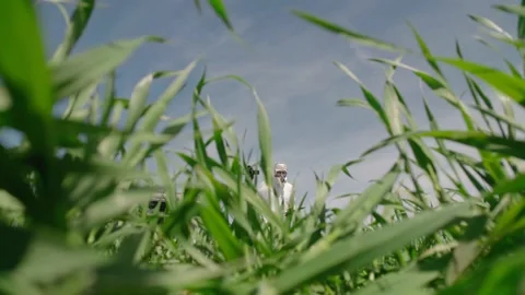 View from the grain level to the scientist who inspects the bio-poisoning of cro Stock Footage 154237115