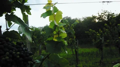 View of grape planting in a vineyard next to Abbey of Tihany -  4k footage Stock-Footage 139804668