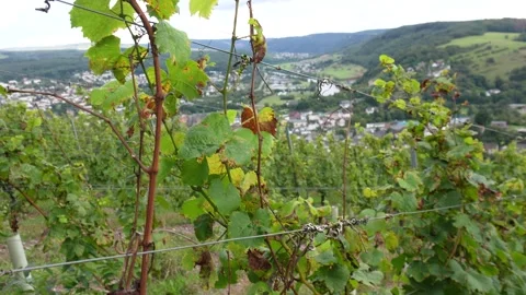 View grape vine plants in the german eifel area. Production of wines. Stock Footage 290872339