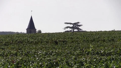 View of grape vines with a church Stock Footage 83872963