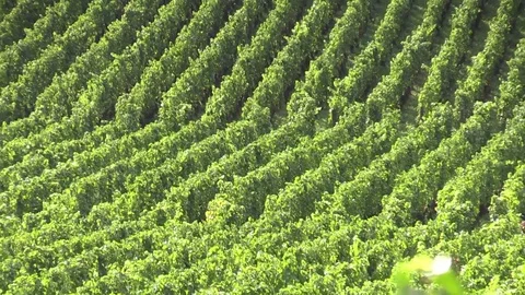 View of grape vines Stock Footage 83872149