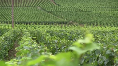 View of grape vines Stock Footage 83872288
