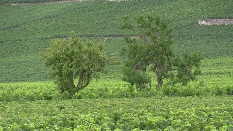 View on grape Vines Stock Footage 83872880