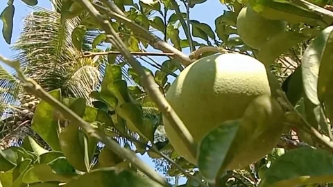 A view of grapefruit Stock Footage 243475846