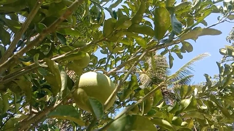 A view of grapefruit Stock Footage 243475927