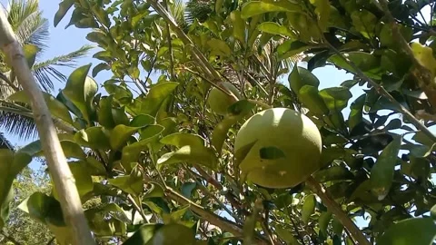 A view of grapefruit Stock Footage 243475957