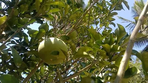 A view of grapefruit Stock Footage 243475967
